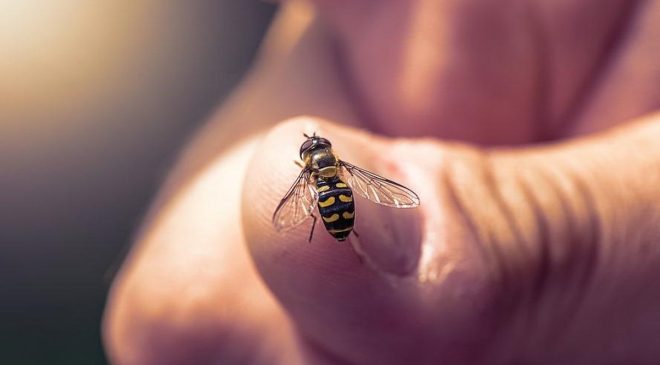 Sıcaklık arttı denge şaştı… Arılarda toplu ölüm endişesi