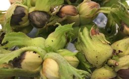 Fındığın kabusu olan böcek Karadeniz’de