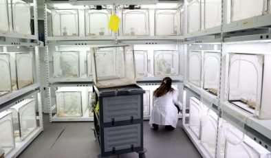 İstilacı türün en büyük düşmanı: 30 ilde doğaya salınacak…